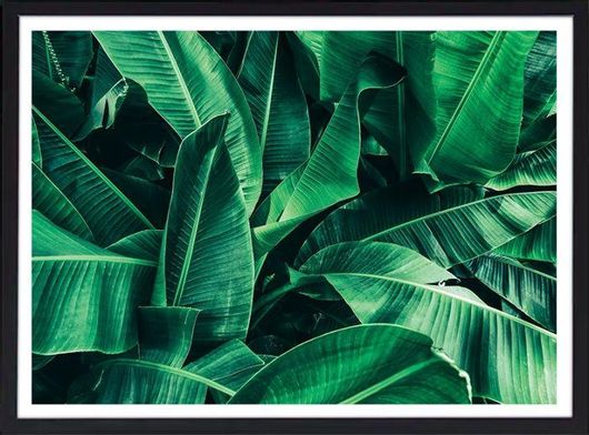 Αφίσα Μπανανιές σε Μαύρη Κορνίζα Ξύλου Πεύκου 30x20cm