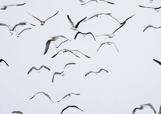 Αφίσα Σμήνος Πουλιών 30x20cm