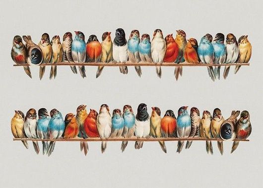 Αφίσα Παρέα με Πολύχρωμα Πουλιά 70x50cm