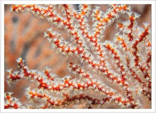 Αφίσα Θαλάσσιο Κοράλλι σε Λευκή Κορνίζα Ξύλου Πεύκου 40x30cm