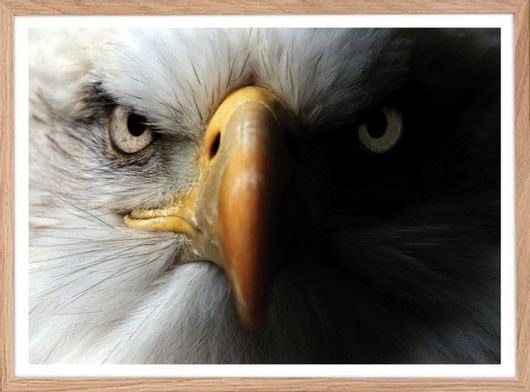 Αφίσα Βλέμμα Αετού σε Φυσική Κορνίζα Ξύλου Αγιούς 70x50cm