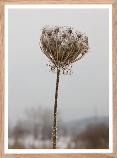 Αφίσα Φυτό Ηράκλειον σε Φυσική Κορνίζα Ξύλου Αγιούς 40x50cm