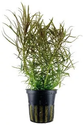 Ζωντανό Φυτό Ενυδρείου Tropica Stellata Potted Pogostemon