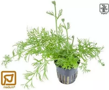 Ζωντανό Φυτό Ενυδρείου Tropica