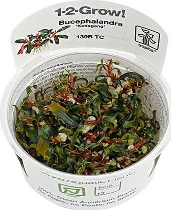 Ζωντανό Φυτό Ενυδρείου Tropica Bucephalandra Kedagang 1-2 Grow