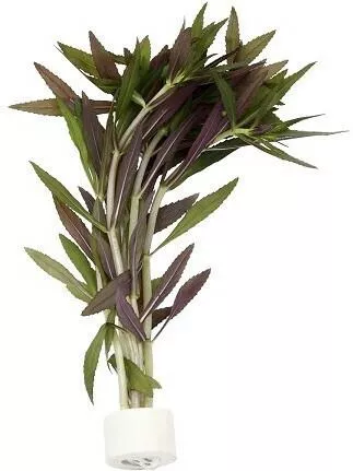 Ζωντανό Φυτό Ενυδρείου Aromatica Bunched Limnophila