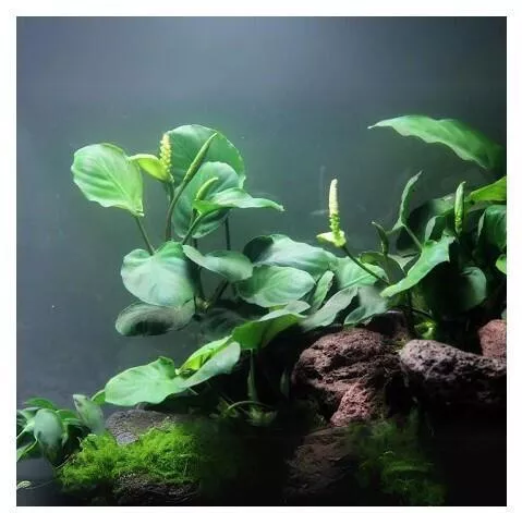 Ζωντανό Φυτό Ενυδρείου Misirlis Aquarium Πέτρα Λάβας Φπ