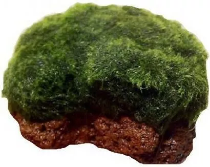 Ζωντανό Φυτό Ενυδρείου Misirlis Aquarium Cladophora Aegagropila σε Πέτρα Λάβας(φπ)