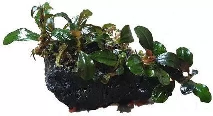 Ζωντανό Φυτό Ενυδρείου Misirlis Aquarium Bucephalandra Mix σε Πέτρα Λάβας