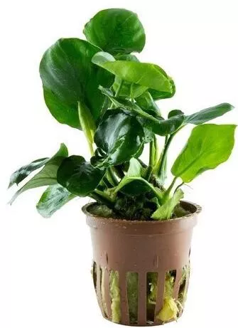 Ζωντανό Φυτό Ενυδρείου Tropica Anubias Barteri Coin Leaf