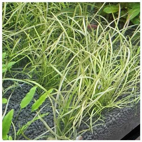 Ζωντανό Φυτό Ενυδρείου Sagittaria Subulata Needle Leaf Φπ