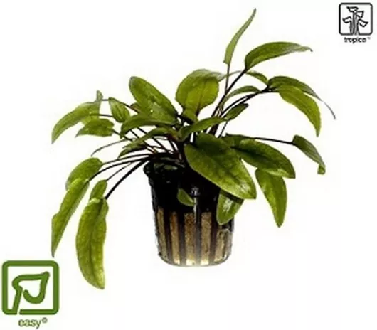 Ζωντανό Φυτό Ενυδρείου Tropica Cryptocoryne Beckettii Petchii