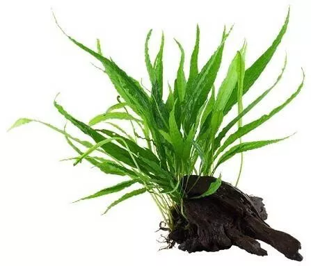 Ζωντανό Φυτό Ενυδρείου Tropica Pteropus On Wood Microsorum