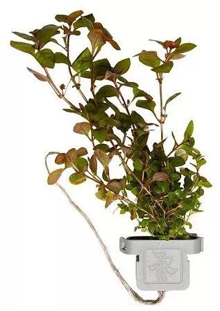 Ζωντανό Φυτό Ενυδρείου Ludwigia Palustris Super Red Clp.