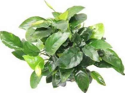 Ζωντανό Φυτό Ενυδρείου Anubias barteri nana Bigfoot XL