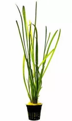 Ζωντανό Φυτό Ενυδρείου Aquaflora Vallisneria Spiralis Leopard Ps