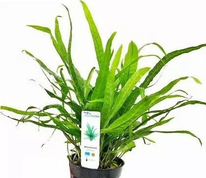 Ζωντανό Φυτό Ενυδρείου AQUAFLORA Microsorum pteropus XL