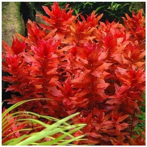 Ζωντανό Φυτό Ενυδρείου Misirlis Aquarium Rotala Macrandra(ΦΠ)