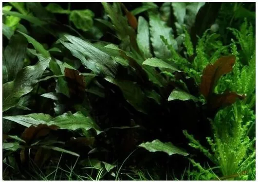 Ζωντανό Φυτό Ενυδρείου Misirlis Aquarium Cryptocoryne Nevilli