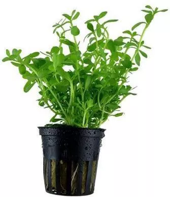 Ζωντανό Φυτό Ενυδρείου Tropica Bacopa Compact CLP