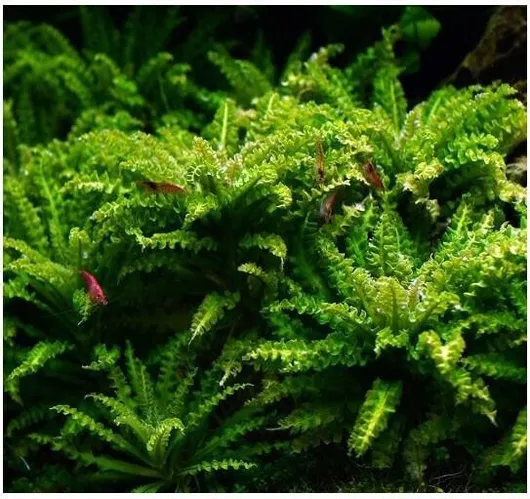 Ζωντανό Φυτό Ενυδρείου Misirlis Aquarium Pogostemon