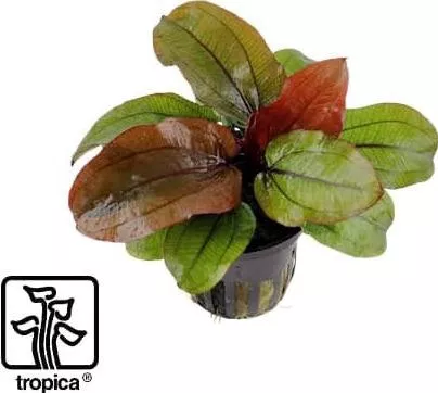 Ζωντανό Φυτό Ενυδρείου Tropica Potted Echinodorus Reni