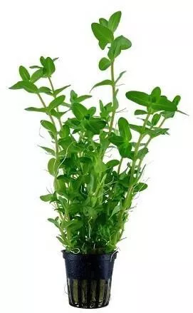 Ζωντανό Φυτό Ενυδρείου Tropica Caroliniana Potted