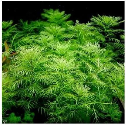 Ζωντανό Φυτό Ενυδρείου Misirlis Aquarium Myriophyllum