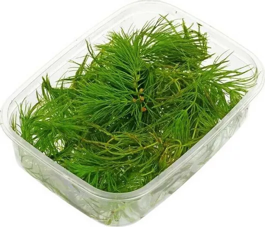 Ζωντανό Φυτό Ενυδρείου Tropica Ceratophyllum Demersum