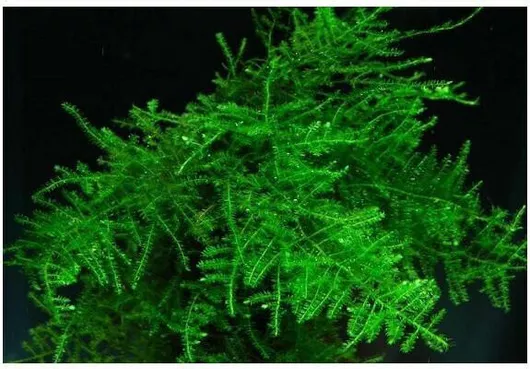 Ζωντανό Φυτό Ενυδρείου Misirlis Aquarium Vesicularia Dubyana Christmas Moss