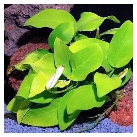 Ζωντανό Φυτό Ενυδρείου Misirlis Aquarium Anubias Βarteri Gold σε Πέτρα Λάβας