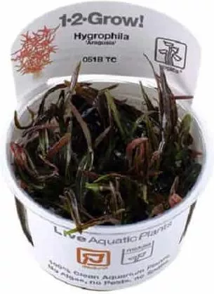 Ζωντανό Φυτό Ενυδρείου Tropica Hygrophila Araguaia 1-2-Grow