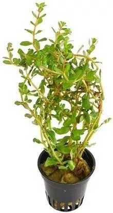 Ζωντανό Φυτό Ενυδρείου Dennerle Spec Hra Ve5 Pot Rotala