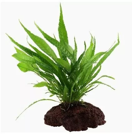 Ζωντανό Φυτό Ενυδρείου Tropica Pteropus On Microsorum