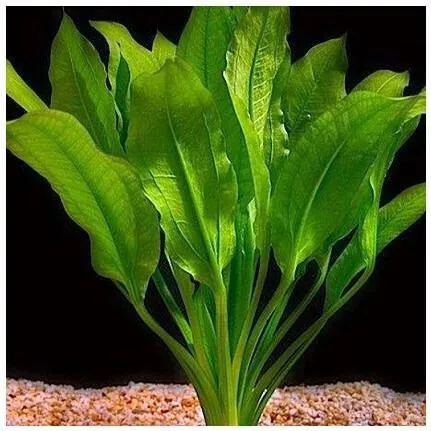 Ζωντανό Φυτό Ενυδρείου Echinodorus Βleheri