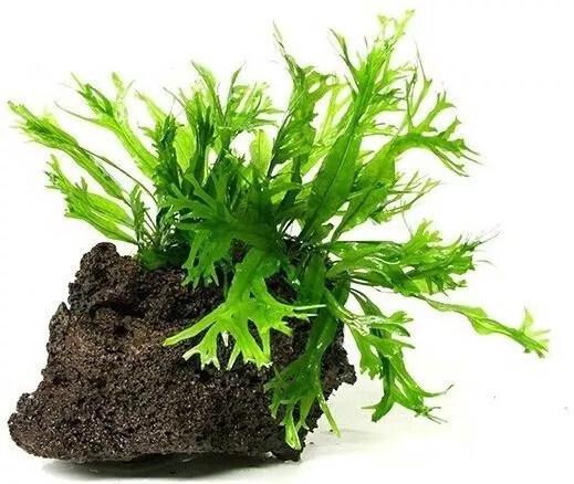 Ζωντανό Φυτό Ενυδρείου Microsorum pteropus Windelov σε πέτρα λάβας