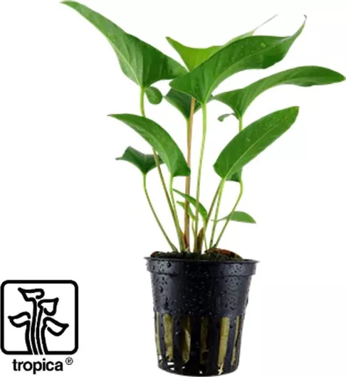 Ζωντανό Φυτό Ενυδρείου Tropica Anubias Gracilis