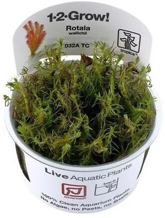 Ζωντανό Φυτό Ενυδρείου Tropica 1-2-grow Rotala