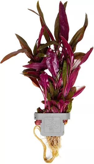 Ζωντανό Φυτό Ενυδρείου Tropica Alternathera Reineckii Pink On Clip