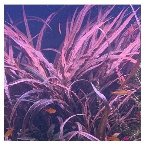 Ζωντανό Φυτό Ενυδρείου Misirlis Aquarium Spiralis Tiger Φπ Cryptocoryne Nevilli