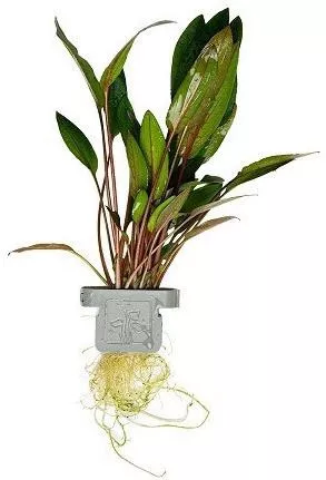 Ζωντανό Φυτό Ενυδρείου Cryptocoryne Beckettii Petchii Clp