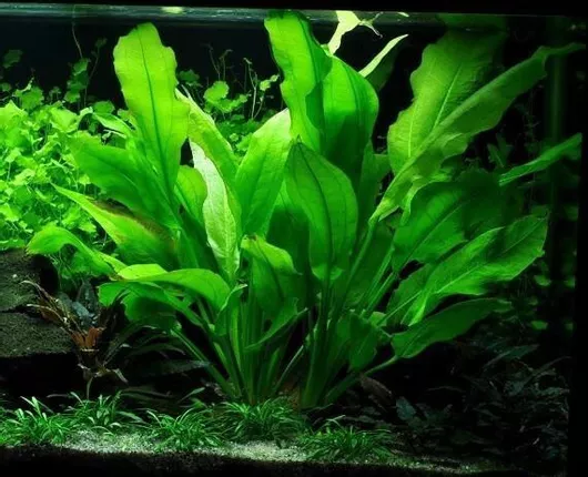 Ζωντανό Φυτό Ενυδρείου Misirlis Aquarium Echinodorus Bleheri