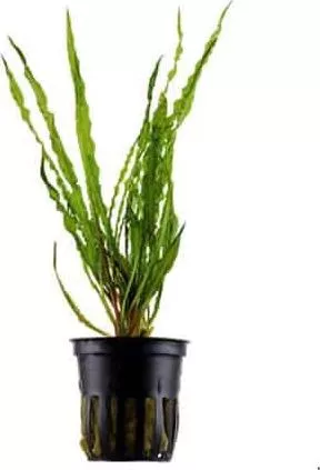 Ζωντανό Φυτό Ενυδρείου Tropica Cryptocoryne Crispatula Potted