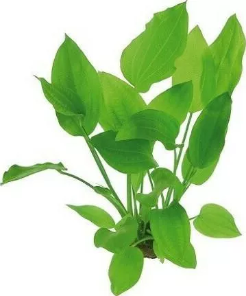 Ζωντανό Φυτό Ενυδρείου DENNERLE Echinodorus argentinensis Terracotta ring