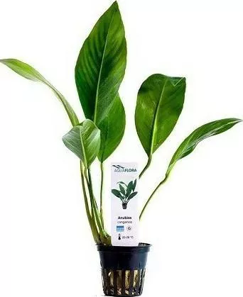 Ζωντανό Φυτό Ενυδρείου AQUAFLORA Anubias Congensis Pot
