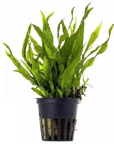 Ζωντανό Φυτό Ενυδρείου AQUAFLORA Microsorum sp. India Pot