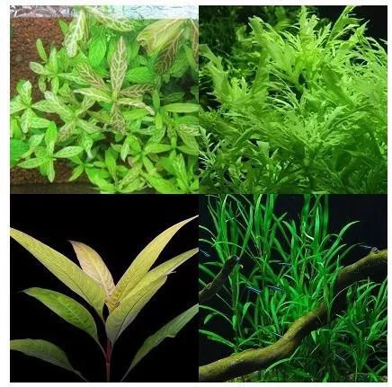 Ζωντανό Φυτό Ενυδρείου Misirlis Aquarium Hygrophila Mix (ΦΠ)