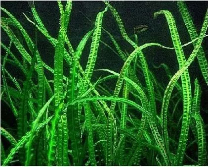 Ζωντανό Φυτό Ενυδρείου Cryptocoryne crispatula(ΦΠ)