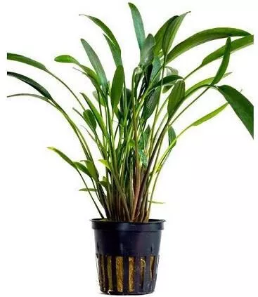 Ζωντανό Φυτό Ενυδρείου Aquaflora Cryptocoryne X Willisii Nevellii Pot
