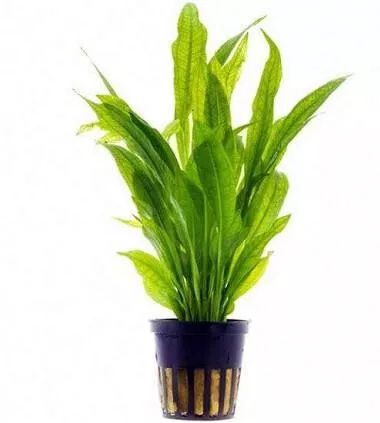 Ζωντανό Φυτό Ενυδρείου Aquaflora Echinodorus Grisebachii Bleherae Pot